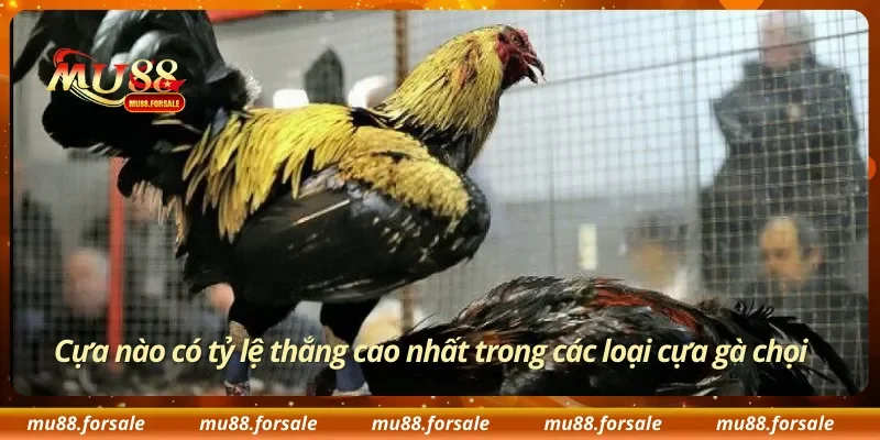 Cựa nào có tỷ lệ thắng cao nhất trong các loại cựa gà chọi