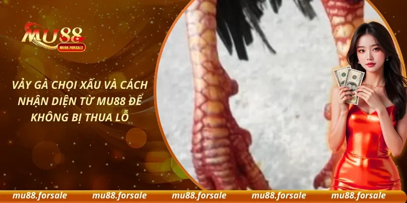 Vảy Gà Chọi Xấu Và Cách Nhận Diện Từ MU88 Để Không Bị Thua Lỗ